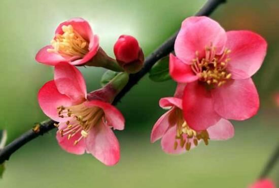 海棠花什么時(shí)候開花,盆栽海棠花花期多久