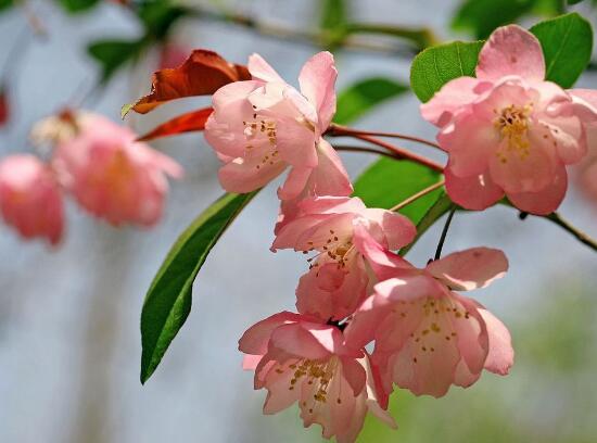 海棠花什么時(shí)候開花,盆栽海棠花花期多久