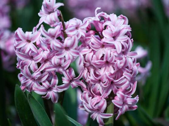 風信子開花后怎么處理,開花后處理方法