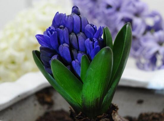 風信子開花后怎么處理,開花后處理方法