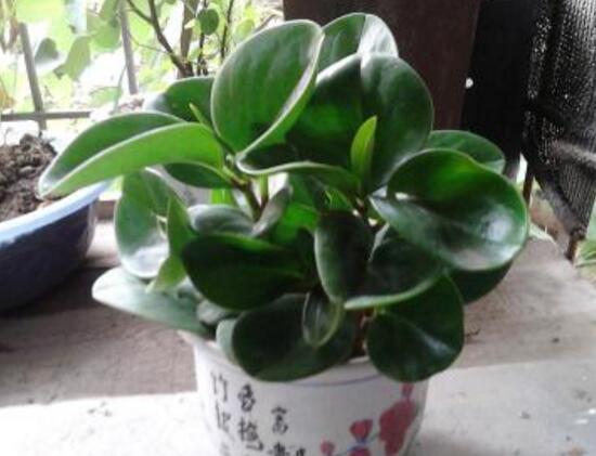 碧玉對身體有什么好處,碧玉的功效與作用