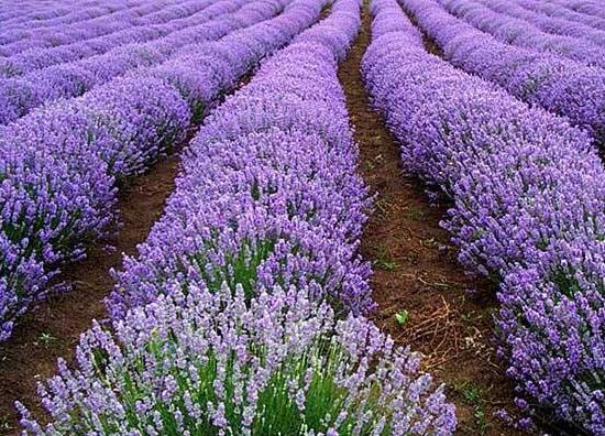 薰衣草什么時(shí)候開(kāi)花,薰衣草花期幾月到幾月/6-8月份