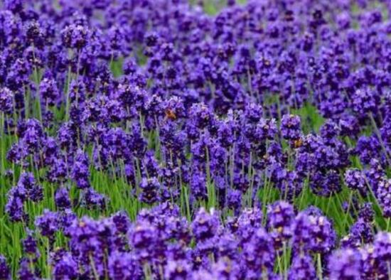 薰衣草什么時(shí)候開(kāi)花,薰衣草花期幾月到幾月/6-8月份