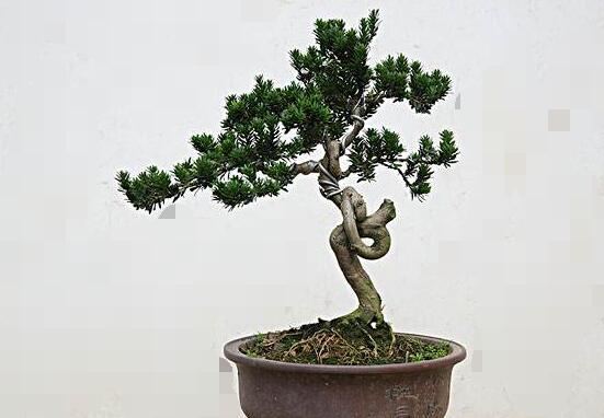 羅漢松施什么肥好,羅漢松施餅肥、糞肥最好