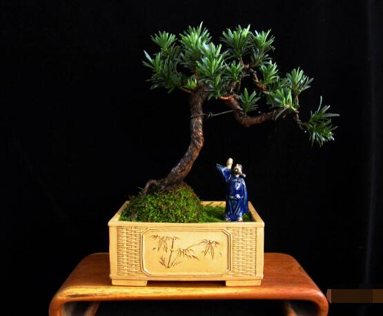 羅漢松施什么肥好,羅漢松施餅肥、糞肥最好