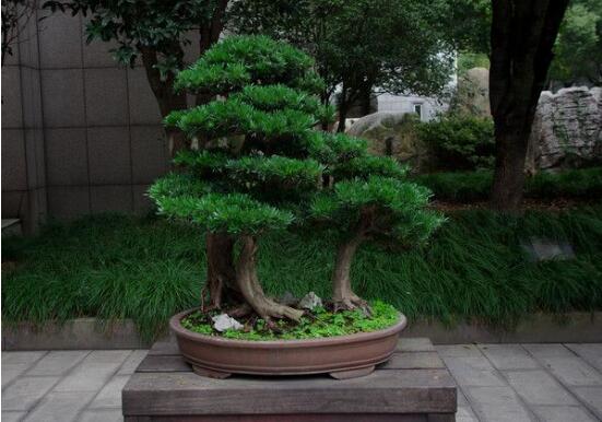 羅漢松施什么肥好,羅漢松施餅肥、糞肥最好