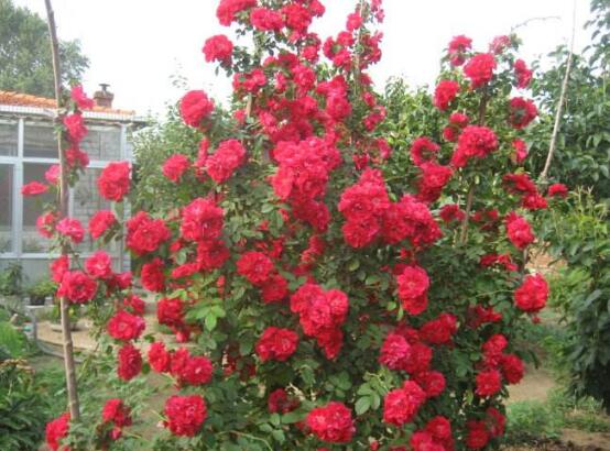 玫瑰花有毒嗎,玫瑰花可以在室內養嗎