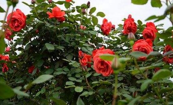 玫瑰花的花語是什么,玫瑰花象征著美麗的愛情
