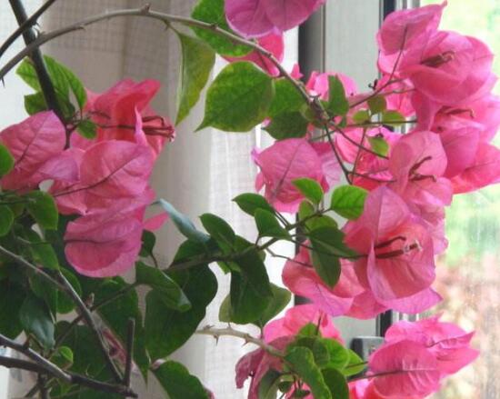 三角梅什么時候開花,三角梅為什么不開花