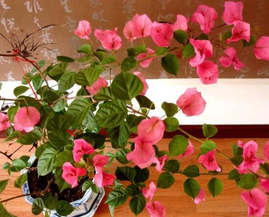 三角梅什么時候開花,三角梅為什么不開花