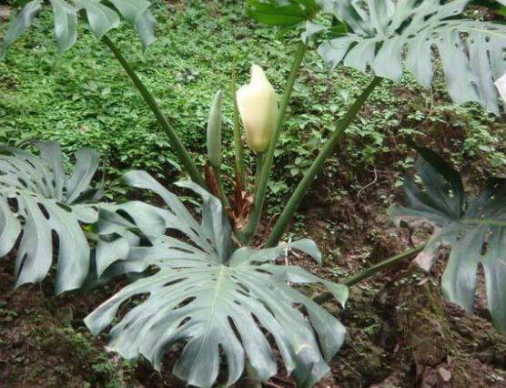 龜背竹什么時候開花,龜背竹養殖5-6年才可開花