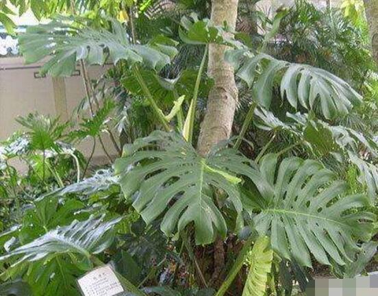 龜背竹有毒嗎,龜背竹可以放入室內養嗎