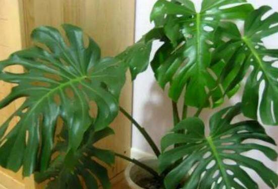 龜背竹有幾個(gè)品種，細(xì)數(shù)龜背竹六大品種