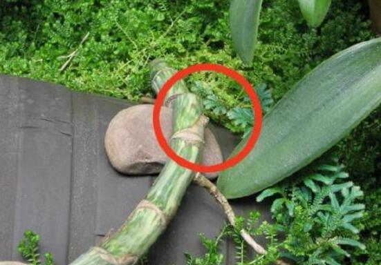 龜背竹怎么繁殖,龜背竹繁殖方法