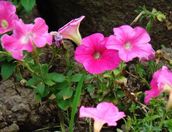 牽牛花怎么澆水,牽牛花澆水方法