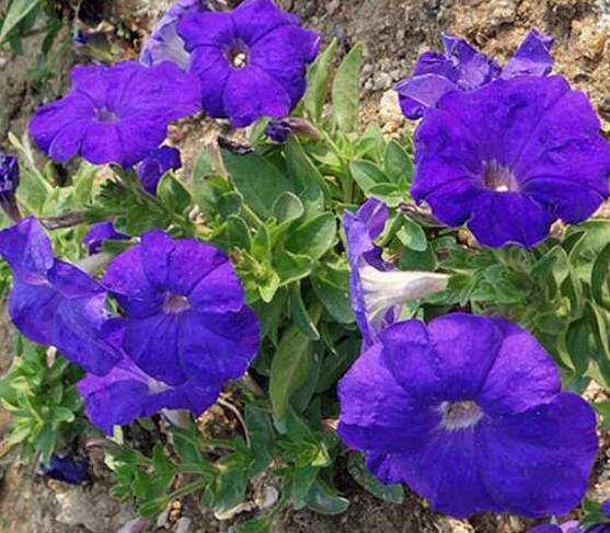 牽牛花怎么澆水,牽牛花澆水方法