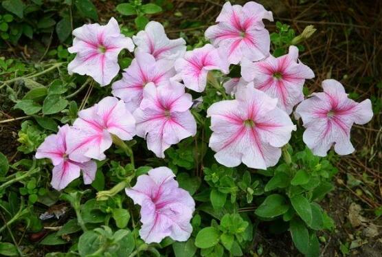 牽牛花怎么修剪,牽牛花修剪方法