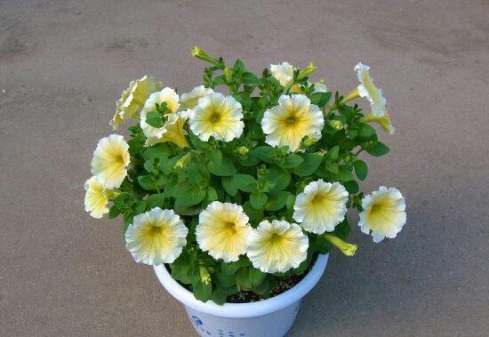 牽牛花怎么修剪,牽牛花修剪方法
