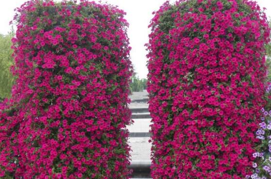 牽牛花怎么施肥，牽牛花施肥方法