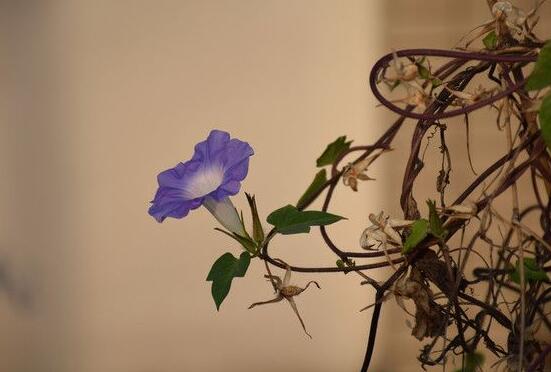 牽?；ǖ幕ㄕZ是什么，牽?；ù碇鴲矍椤⒗潇o、虛幻、愛情永固