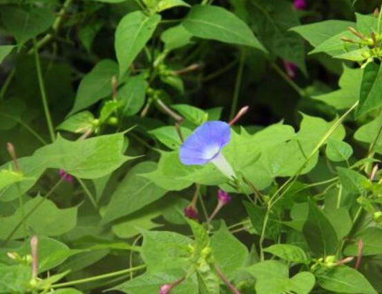 牽牛花什么時候開花,牽牛花在每年6-10月開花