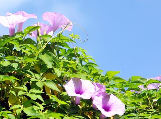 牽牛花什么時候開花,牽牛花在每年6-10月開花