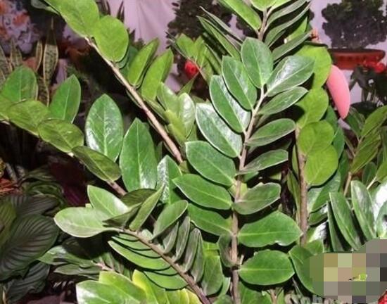 金錢樹的花語是什么,代表著招財進寶、榮華富貴