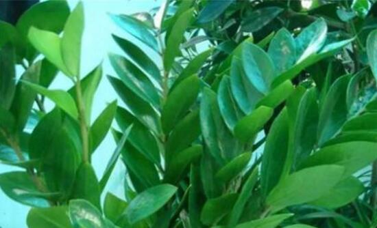 金錢樹的花語是什么,代表著招財進寶、榮華富貴