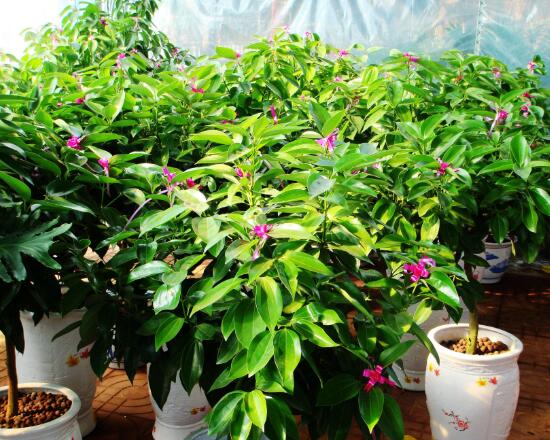 平安樹開花嗎,平安樹養多久可以開花