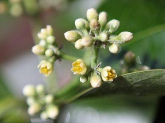 平安樹開花嗎,平安樹養多久可以開花