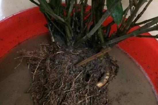 梔子花爛根還能活嗎,梔子花爛根怎么辦