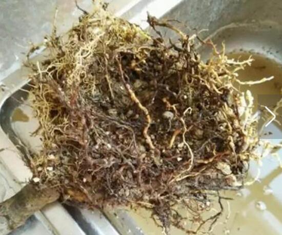 梔子花爛根還能活嗎,梔子花爛根怎么辦