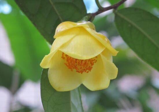 山茶花葉子發黃是什么原因，茶花葉子發黃怎么辦