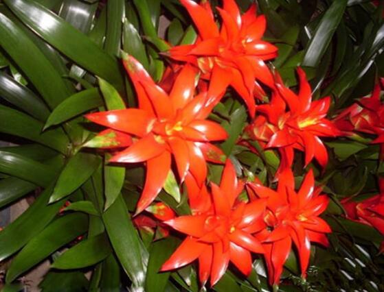 鴻運(yùn)當(dāng)頭會開花嗎,鴻運(yùn)當(dāng)頭養(yǎng)殖2-3年會開花