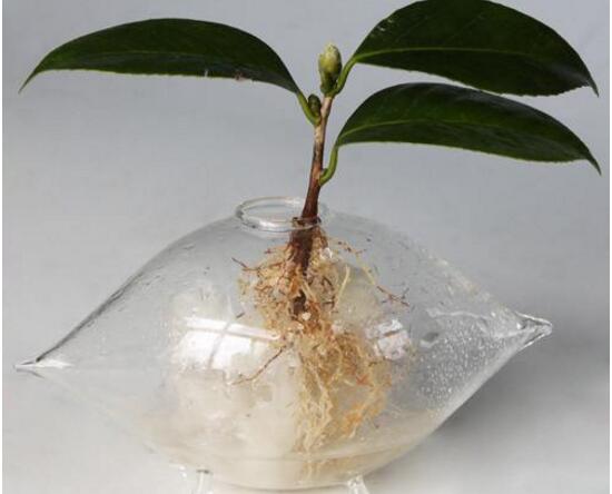 茶花可以水培嗎,水培茶花長根上盆方法