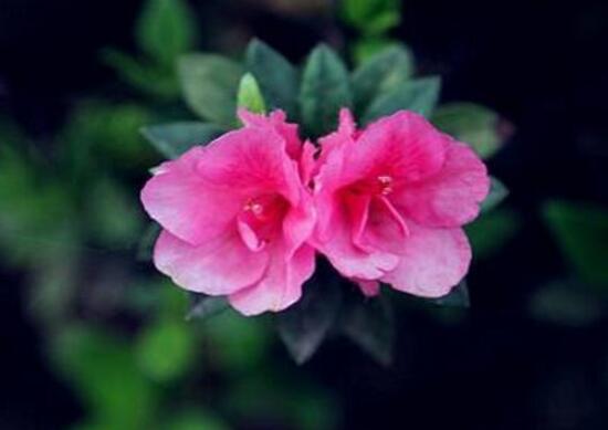 杜鵑花花期多長時間,杜鵑花一年開幾次花