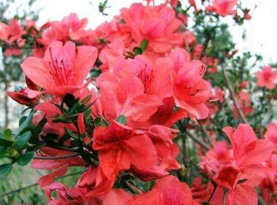 杜鵑花花期多長時間,杜鵑花一年開幾次花