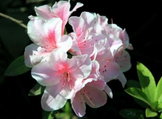 杜鵑花花期多長時間,杜鵑花一年開幾次花