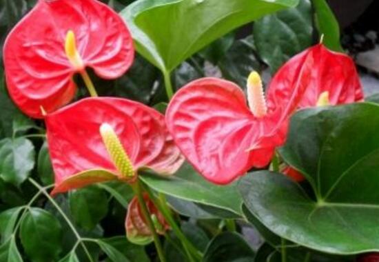 紅掌什么時候開花,紅掌不開花怎么辦