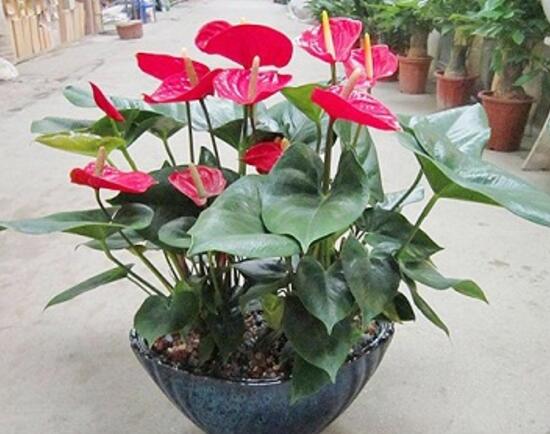紅掌什么時候開花,紅掌不開花怎么辦