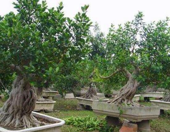 榕樹爛根怎么辦,榕樹爛根解決辦法