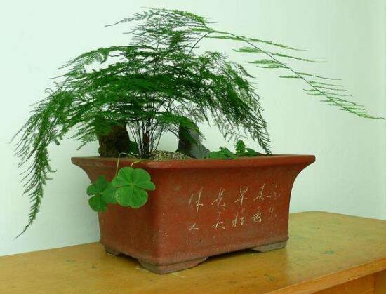 文竹有毒嗎,文竹能放在臥室嗎/無毒可以養