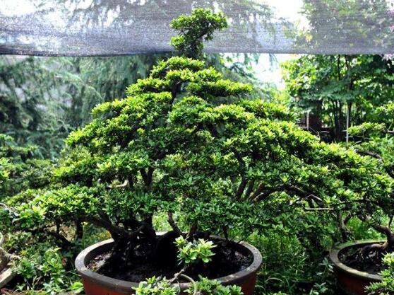 榕樹怎么澆水,榕樹澆水方法