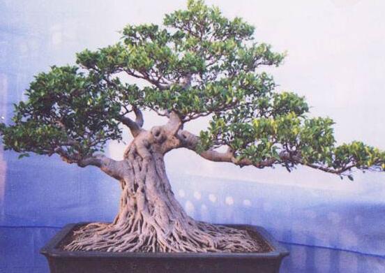 榕樹怎么施肥,榕樹施肥方法