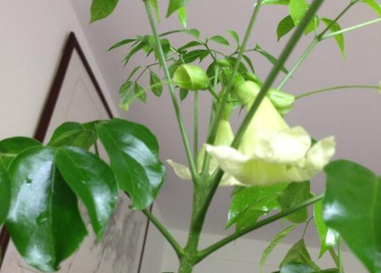 幸福樹什么時候開花,幸福樹的花語是什么