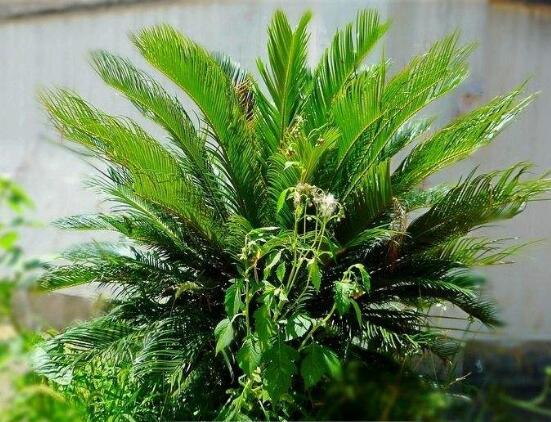 鐵樹施什么肥料好,鐵樹施氮磷鉀復合肥最好