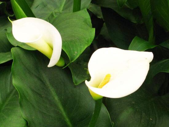 一帆風(fēng)順花語是什么,一帆風(fēng)順開花的寓意