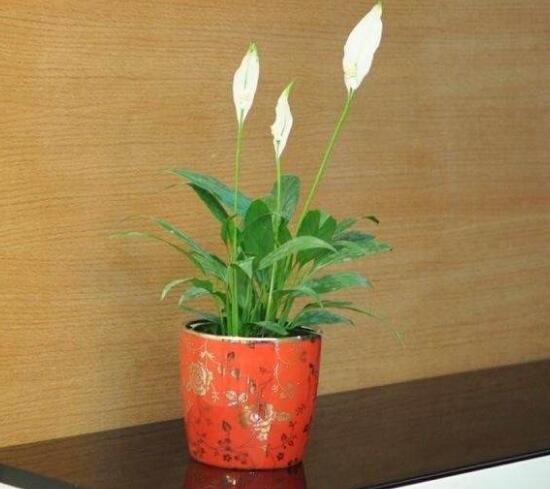 一帆風(fēng)順花語是什么,一帆風(fēng)順開花的寓意