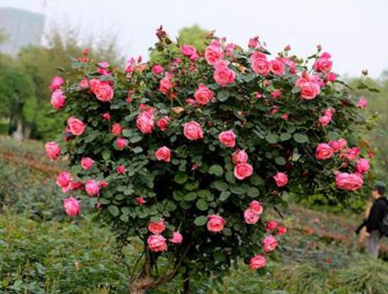 月季花怎么修剪,月季花的修剪方法