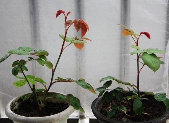 月季花怎么修剪,月季花的修剪方法
